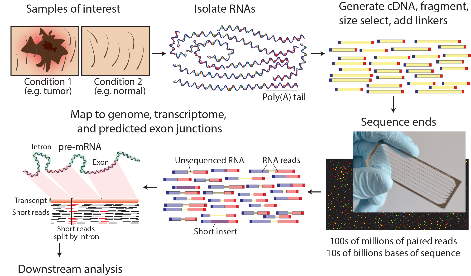 RNA-seq | Griffith Lab