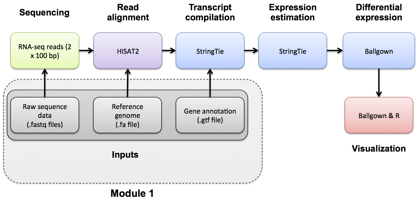 RNA-seq_Flowchart